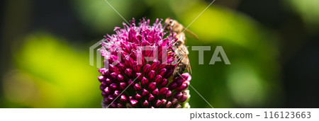 A honeybee is busy pollinating a vibrant pink garlic flower in a macro closeup shot A honeybee is busy pollinating a vibrant pink garlic flower in a macro closeup shot 116123663