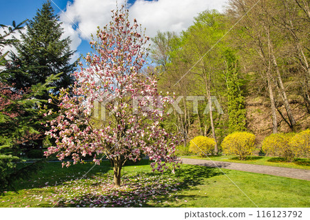 Landscape park with sakura tree blooming in spring 116123792