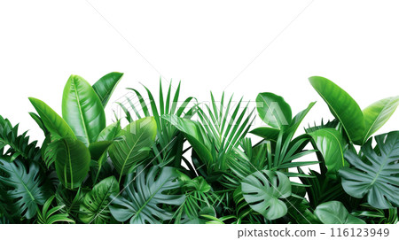 Tropical Monstera Leaves Arrangement on White, Lush green Monstera deliciosa leaves, with a variegated one standing out, arranged beautifully against a white background. Tropical Monstera Leaves Arrangement on White, Lush green Monstera deliciosa leaves, with a variegated one standing out, arranged beautifully against a white background. 116123949