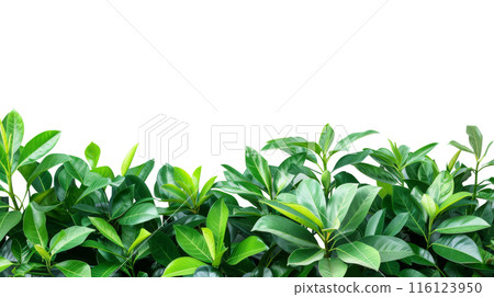 Lush Green Foliage Border with Copy Space, Dense green leaves forming a lush natural border with ample copy space on a white background, ideal for eco-friendly themes. 116123950