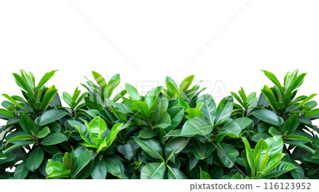 Lush Green Foliage Border with Copy Space, Dense green leaves forming a lush natural border with ample copy space on a white background, ideal for eco-friendly themes. 116123952