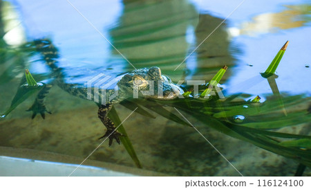 Juvenile alligators swimming in a Florida gator farm with various sizes. Juvenile alligators swimming in a Florida gator farm with various sizes. 116124100