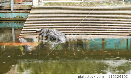 big scary crocodile sunning themselves on the shore of a lake big scary crocodile sunning themselves on the shore of a lake 116124102