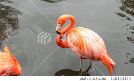 Pink Flamingo Walking Through Water, Creating Ripples in Natural Setting Pink Flamingo Walking Through Water, Creating Ripples in Natural Setting 116124103