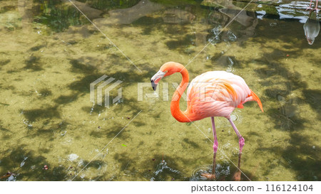 Pink Flamingo Walking Through Water, Creating Ripples in Natural Setting 116124104