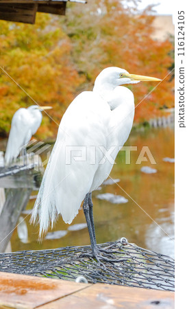 White Great Egret Bird on Rock by Pond in Autumn with Colorful Trees 116124105