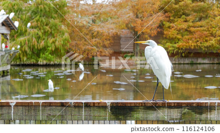 White Great Egret Bird on Rock by Pond in Autumn with Colorful Trees 116124106