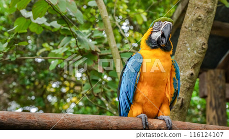 Brightly colored parrot on a branch with blurred foliage in the background 116124107