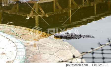Two big scary crocodiles sunning themselves on the shore of a lake 116124108