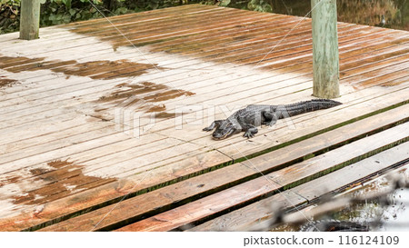 Two big scary crocodiles sunning themselves on the shore of a lake 116124109