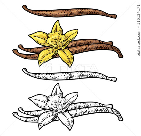 Vanilla stick and flower. Isolated on white background. Vector black vintage engraving illustration 116124171