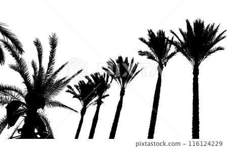 Silhouette of a palm trees . Hello summer camp poster. hand drawing. Not AI. Vector illustration Silhouette of a palm trees . Hello summer camp poster. hand drawing. Not AI. Vector illustration 116124229