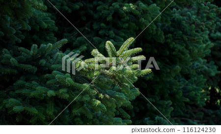 green moss on tree 116124230