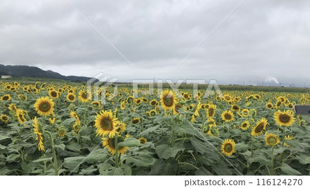 很多向日葵 116124270