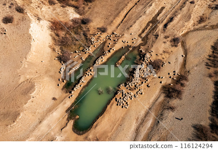 Flock of Rams and Sheep by a Watering Hole in Georgian Countryside 116124294