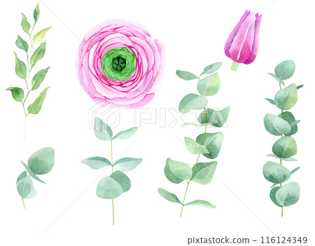Ranunculus flower and eucalyptus watercolor hand drawn set isolated on white background. Botanical illustration bundle of buttercup. Floral clipart for greeting cards, wedding invitations, packaging, 116124349