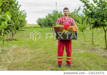 Happy man agronomist shows good harvest of raw hazelnuts holding full nuts boxes in hands in garden 116124372