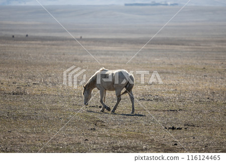 Majestic White Horse Grazing on Arid Mountain Grassland 116124465