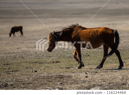 Majestic Brown Horse Striding Through Dry Grass Field Majestic Brown Horse Striding Through Dry Grass Field 116124468