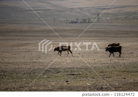 Majestic Cows Strolling Through Dry Grass Field Majestic Cows Strolling Through Dry Grass Field 116124472