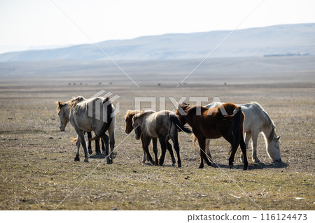 Majestic Herd Majestic Herd 116124473