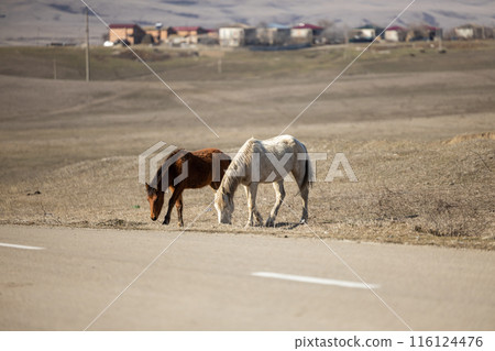 Majestic Horses Gracefully Posing Alongside Mountain Road 116124476