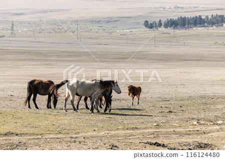 Majestic Equines Gracefully Adorn the Highland Grasslands Majestic Equines Gracefully Adorn the Highland Grasslands 116124480
