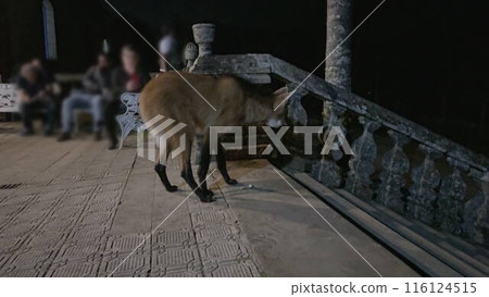 Nighttime video of a maned wolf by the sanctuary stairs in Brazil Nighttime video of a maned wolf by the sanctuary stairs in Brazil 116124515