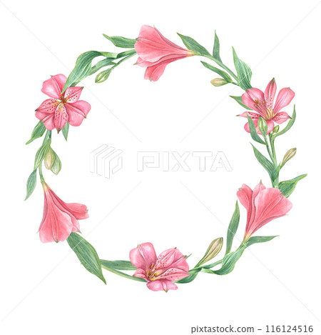 Pink alstroemeria flowers wreath. Floral round frame with flower, leaf. Botanical painting illustration. Alstromeria template with empty space for text. For design, invitation, wedding greeting Pink alstroemeria flowers wreath. Floral round frame with flower, leaf. Botanical painting illustration. Alstromeria template with empty space for text. For design, invitation, wedding greeting 116124516
