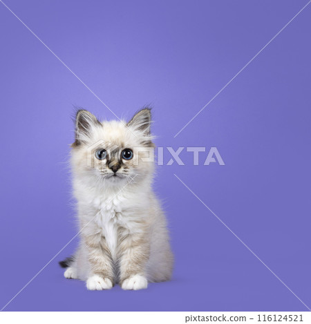 Sacred Birman cat kitten on lilac purple Sacred Birman cat kitten on lilac purple 116124521