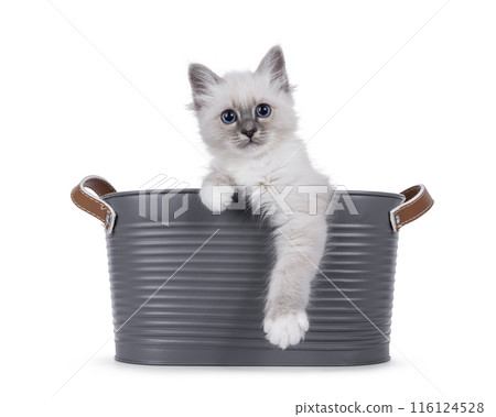 Sacred birman kitten on white background 116124528