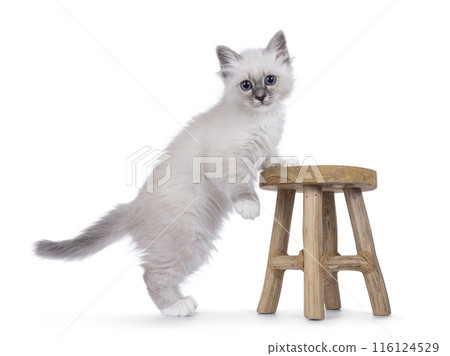 Sacred birman kitten on white background Sacred birman kitten on white background 116124529