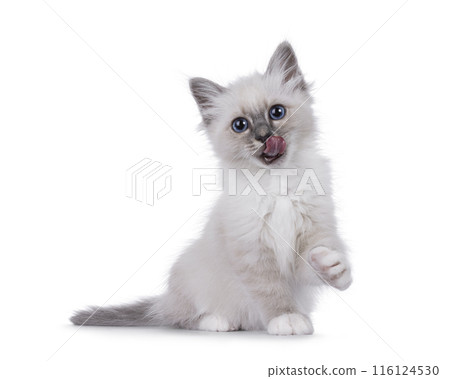 Sacred birman kitten on white background Sacred birman kitten on white background 116124530