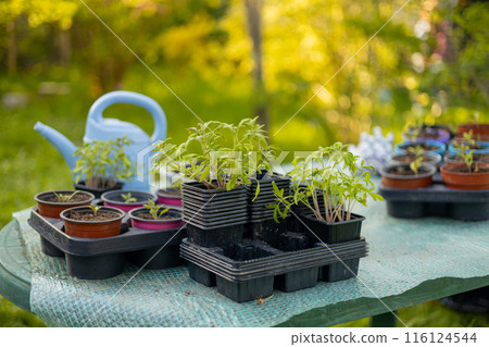 Growing tomato seedlings in different plastic reusable pots and big blue watering can. Planting vegetables. Growing food near home. Planting and eco gardening concept. Growing tomato seedlings in different plastic reusable pots and big blue watering can. Planting vegetables. Growing food near home. Planting and eco gardening concept. 116124544