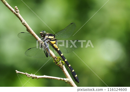 Koniyamma(女) Koniyamma(女) 116124600