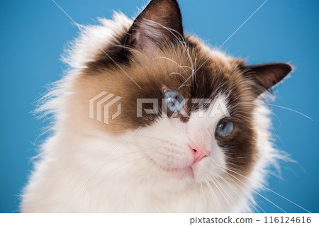 portrait of a beautiful young healthy Ragdoll cat portrait of a beautiful young healthy Ragdoll cat 116124616