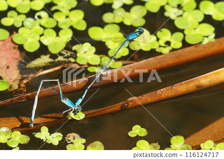 A thin-spotted dragonfly laying eggs A thin-spotted dragonfly laying eggs 116124717