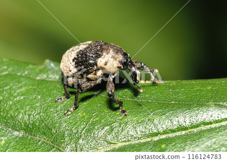  牛蛙豆象鼻蟲 116124783