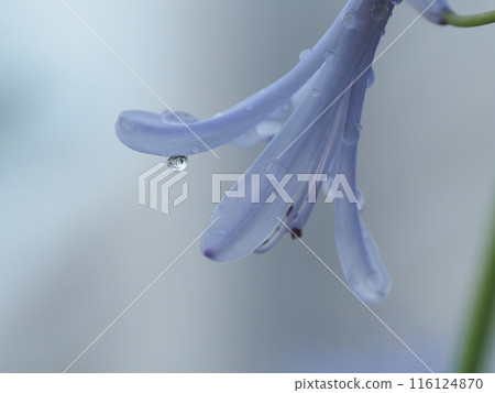 Agapanthus Tears 116124870