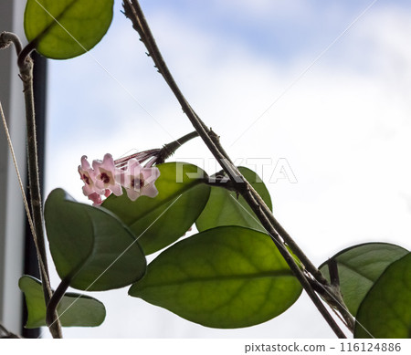 Window with blooming Hoya Window with blooming Hoya 116124886