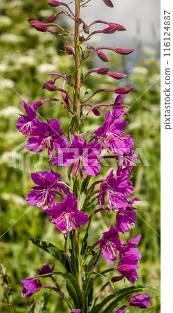 Willowweed 116124887
