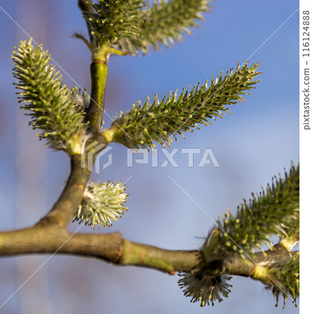Willow a sprig with green catkins Willow a sprig with green catkins 116124888
