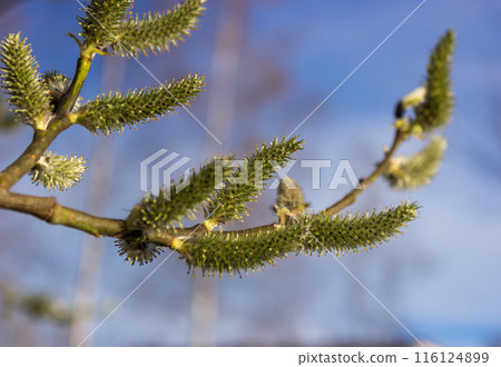 Willow a sprig with green catkins Willow a sprig with green catkins 116124899