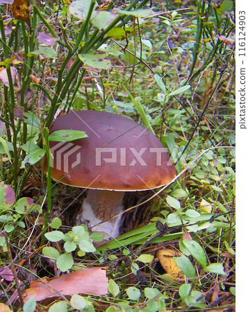 White mushroom Boletus edulis White mushroom Boletus edulis 116124903