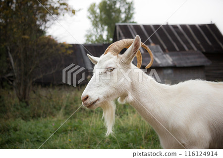 White goat White goat 116124914
