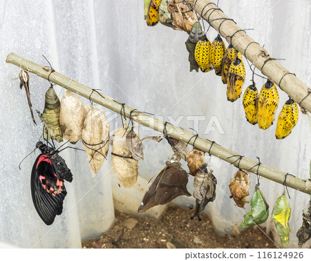 Tropical butterfly chrysalis 116124926