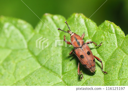 Tohoshita weevil Tohoshita weevil 116125197