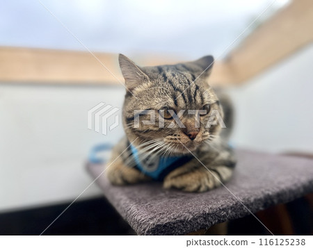 cute tabby cat sitting on the chair and looking at camera at home 116125238
