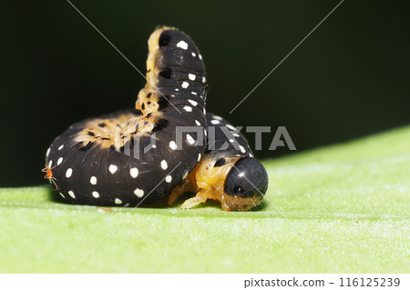 鋸蠅甲蟲的幼蟲 鋸蠅甲蟲的幼蟲 116125239