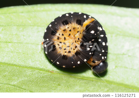 鋸蠅甲蟲的幼蟲 116125271